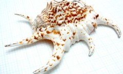 海贝：水字螺 （六角螺，海龙骨）简介